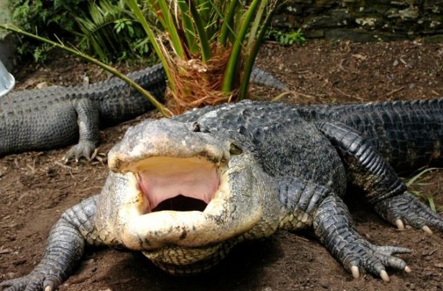 Mississippi Alligators